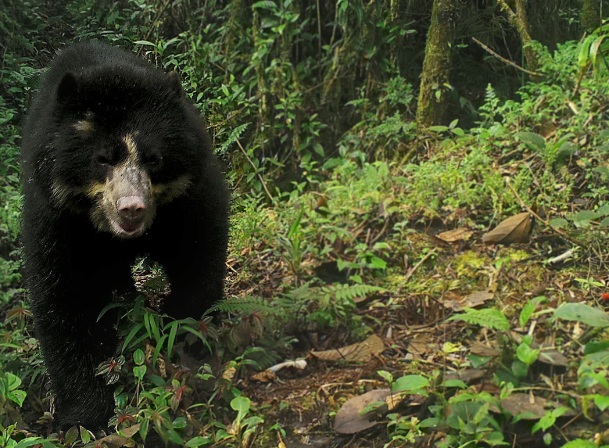 13- Spectacled Bear - Camera Trap - Tapichalaca Reserve - Fundación Jocotoco