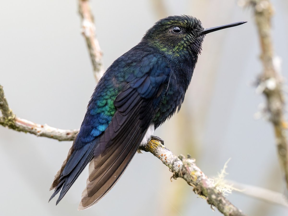 Black Breasted Puffleg - Yanacocha