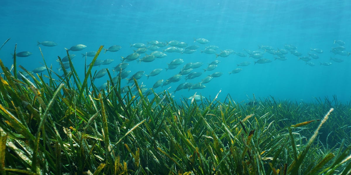 posidonia-oceanica